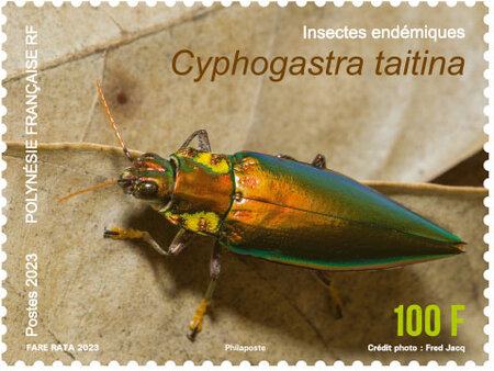 Timbre Polynésie Française -  Insectes endémiques - Cyphogastra taitina